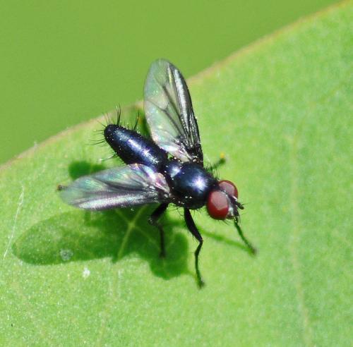 Réf. 317 403 : Nyctia halterata